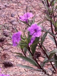 Ruellia brittoniana                     